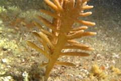 Chaline-oculee-Haliclona-Haliclona-oculata
