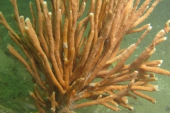 Chaline-oculee-Haliclona-Haliclona-oculata1