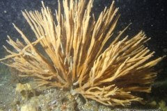 Chaline-oculee-Haliclona-Haliclona-oculata2